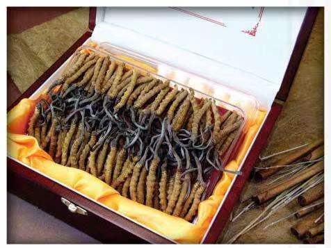 丰满冬虫夏草回收